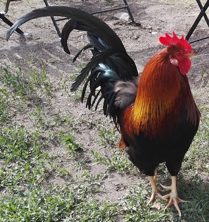 Värikäs kukko Brännskärin pihalla