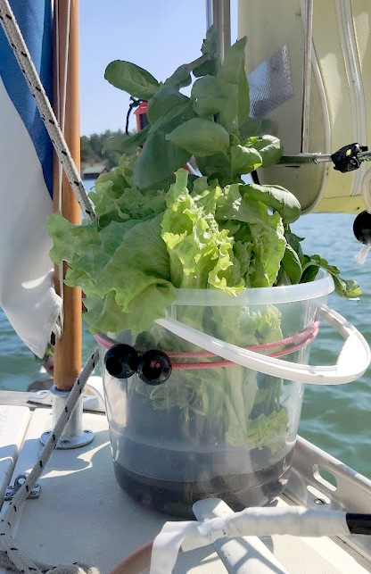 Läpinäkyvässä ämpärissä venekokkaus -tarvikkeita eli salaattia ja yrttejä