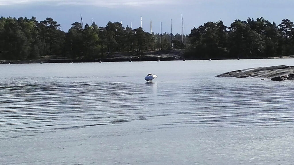 Joutsen sukii itseään keskellä tyynty lahtea Modermagan -saaren edustalla