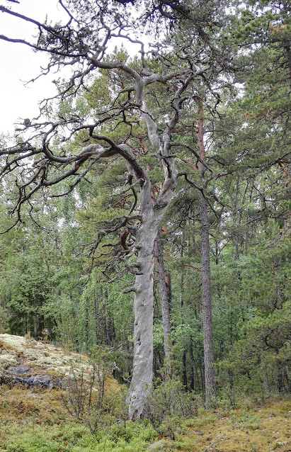 Kelo Modermagan -saaren luontopolun kosteikossa