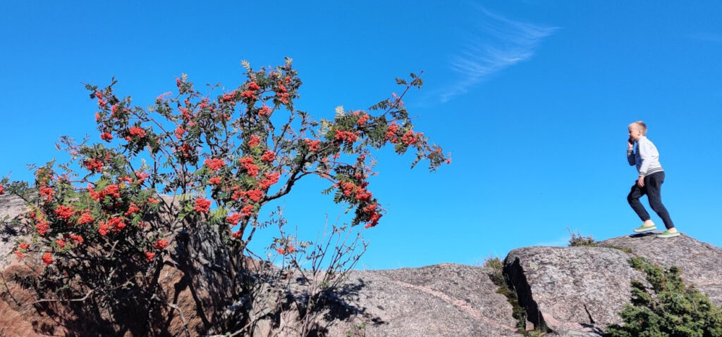 Lapsi kallion päällä, pihlaja täynnä marjoja